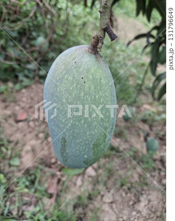 A single, unripe green mango hangs from a tree branch, surrounded by foliage and dappled sunlight A single, unripe green mango hangs from a tree branch, surrounded by foliage and dappled sunlight 131796649