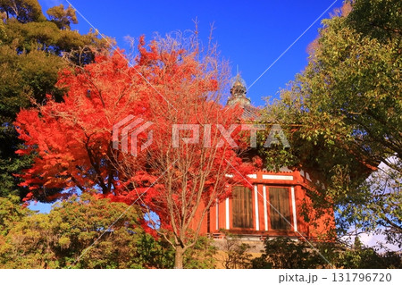 興福寺　南円堂周辺の紅葉（奈良県奈良市） 131796720