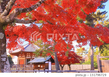 興福寺 北円堂周辺の紅葉(奈良県奈良市) 興福寺 北円堂周辺の紅葉(奈良県奈良市) 131796729