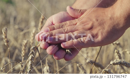 Wheat Harvesting Hand Gestures Demonstrated Amidst the Field of Growing Crops and Nature 131796747