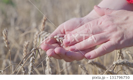 A CloseUp of Hands Gently Holding Wheat Grains Within a Lush Field of Agriculture 131796750