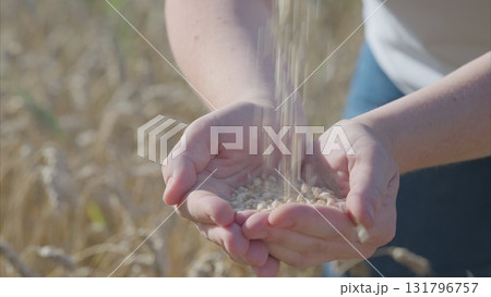 Harvesting Grains A Beautiful Touch of Natures Abundant Bounty and Its Significance Harvesting Grains A Beautiful Touch of Natures Abundant Bounty and Its Significance 131796757