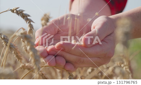 Hands Grasping Wheat in Warm Sunlight A Powerful Symbol of Harvest and Abundance 131796765