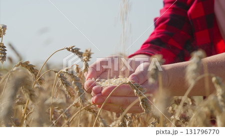 Harvesting and Sifting Wheat in the Beautiful Golden Fields of Agriculture and Nature Harvesting and Sifting Wheat in the Beautiful Golden Fields of Agriculture and Nature 131796770