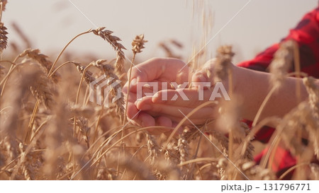 Exploring the Intricacies of Harvesting Wheat Fields A Detailed CloseUp Perspective Exploring the Intricacies of Harvesting Wheat Fields A Detailed CloseUp Perspective 131796771