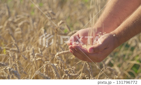 Harvesting Grains The Essential Process In Agriculture And Its Connection With Nature 131796772