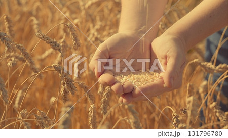 Harvesting Grains The Beauty of Agriculture, showcasing the harmony between nature and farming Harvesting Grains The Beauty of Agriculture, showcasing the harmony between nature and farming 131796780