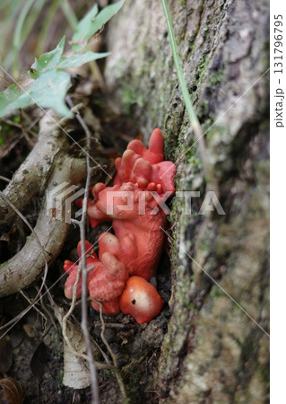 秋の広葉樹林で、コナラの根元近くに真っ赤なカエンタケが姿を現しました。 秋の広葉樹林で、コナラの根元近くに真っ赤なカエンタケが姿を現しました。 131796795