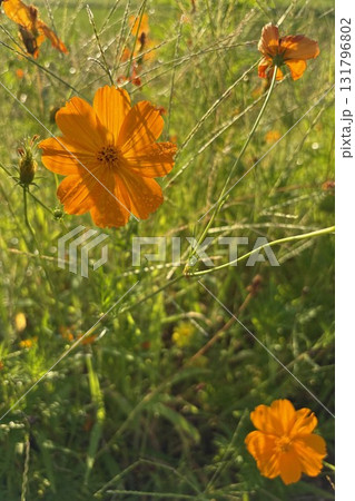 朝露をまとったキバナコスモス 朝露をまとったキバナコスモス 131796802