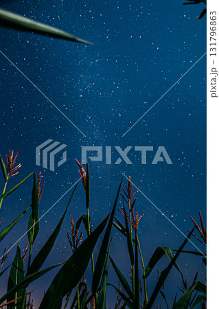Bottom View Of Night Starry Sky With Milky Way From Green Maize Corn Field Plantation In Summer Agricultural Season. Night Stars Above Countryside Rural Landscape In August Month. 131796863