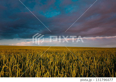Green Barley Ears Green Barley Ears 131796877