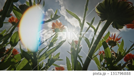 Vibrant Flowers and Sunlight Beneath the Sky's Embrace 131796888