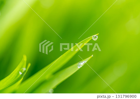 朝の雫 朝の雫 131796900