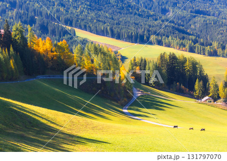 Cows graze on a sunlit meadow in the Italian Dolomites during autumn 131797070