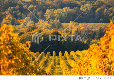 Vineyard workers harvest grapes in Valdobbiadene during autumn Vineyard workers harvest grapes in Valdobbiadene during autumn 131797081