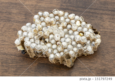 Wasp nests with larvae are a prized Thai delicacy, valued for high protein and unique savory flavor in cuisine. 131797249