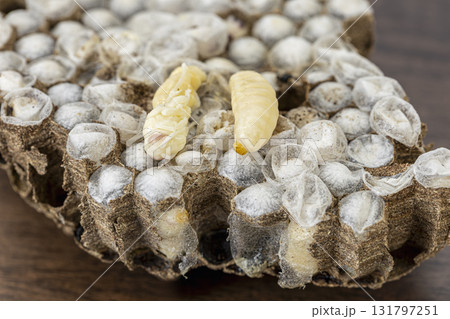 Wasp nests with larvae are a prized Thai delicacy, valued for high protein and unique savory flavor in cuisine. 131797251