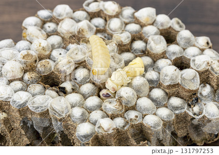 Wasp nests with larvae are a prized Thai delicacy, valued for high protein and unique savory flavor in cuisine. 131797253