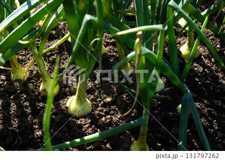 Vibrant Green Onions Growing in Rich, Dark Soil, Showcasing Their Freshness and Nutritional Value in a Well-Maintained Garden Space Vibrant Green Onions Growing in Rich, Dark Soil, Showcasing Their Freshness and Nutritional Value in a Well-Maintained Garden Space 131797262