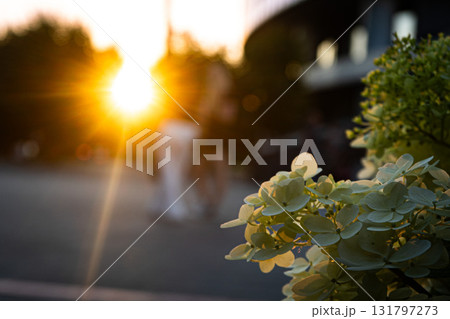 Vibrant Sunset Over Urban Scene With Delicate Flora in Foreground Highlighting the Beauty of Nature Against a Backdrop of City Life Vibrant Sunset Over Urban Scene With Delicate Flora in Foreground Highlighting the Beauty of Nature Against a Backdrop of City Life 131797273