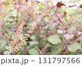 赤紫蘇の穂の写真 131797566
