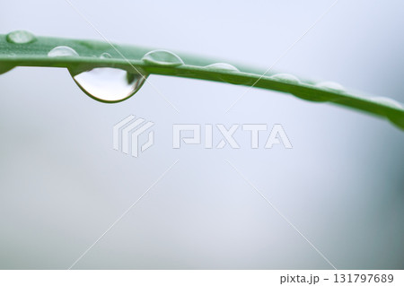 水滴のマクロ。草の葉に付いた水滴 131797689