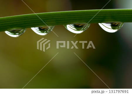 水滴のマクロ。草の葉に付いた水滴 水滴のマクロ。草の葉に付いた水滴 131797691