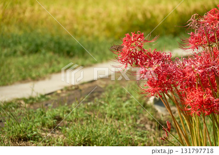 彼岸花にとまったアゲハ蝶。秋らしい日本ののどかな田園風景 131797718