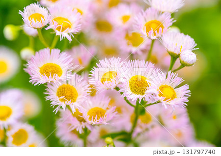 朝の花~ハルジオン~ 朝の花~ハルジオン~ 131797740