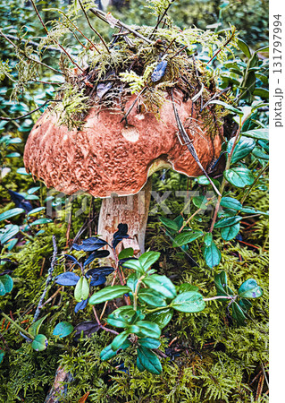 Wild boletus mushroom on mossy forest floor in autumn 131797994