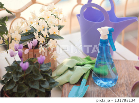 Blooming flowers in terracotta clay pots and gardening tools on balcony table. Nature and plant care at home. Space planning and interior design. Blooming flowers in terracotta clay pots and gardening tools on balcony table. Nature and plant care at home. Space planning and interior design. 131798134
