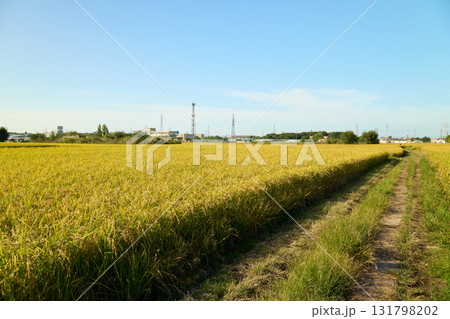 田んぼの間を通る農道。秋らしい日本ののどかな田園風景。 田んぼの間を通る農道。秋らしい日本ののどかな田園風景。 131798202