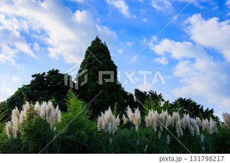 パンパスグラス 131798217