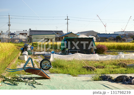 畑の中に伏せて置かれた一輪車。秋らしい日本ののどかな田園風景。 畑の中に伏せて置かれた一輪車。秋らしい日本ののどかな田園風景。 131798239