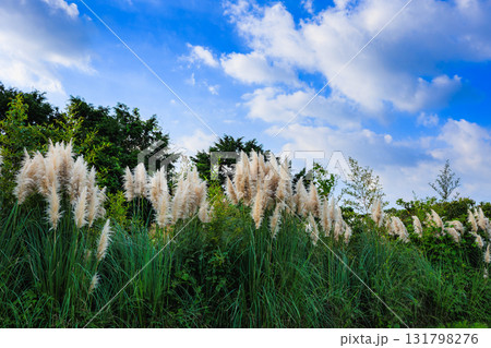 パンパスグラス 131798276