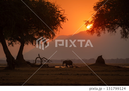African elephant walking along riverbank at sundown 131799124