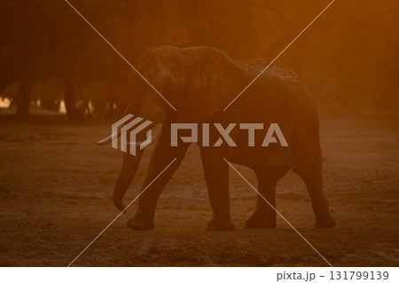 African elephant walks through dust at sunset 131799139