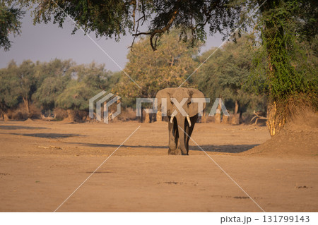 African elephant walks towards camera past tree 131799143