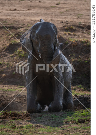 African elephant watches camera from muddy ditch 131799145