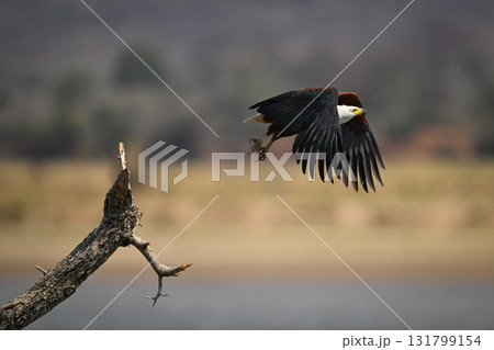 African fish eagle flies away from branch African fish eagle flies away from branch 131799154