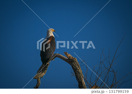 African fish eagle in profile with catchlight 131799159