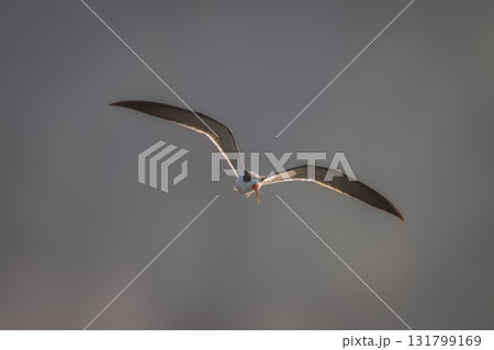 African skimmer flies carrying fish in beak African skimmer flies carrying fish in beak 131799169