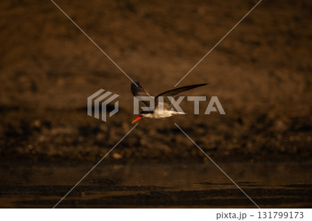 African skimmer flies low over calm pond 131799173
