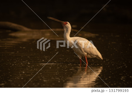African spoonbill in calm pond lifts beak African spoonbill in calm pond lifts beak 131799193