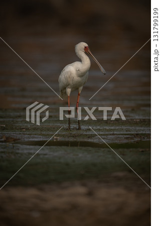 African spoonbill stands on mudflats in sunshine African spoonbill stands on mudflats in sunshine 131799199
