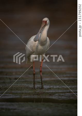 African spoonbill stands on mudflats watching camera African spoonbill stands on mudflats watching camera 131799202