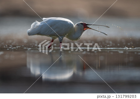 African spoonbill throws up spray in pool 131799203