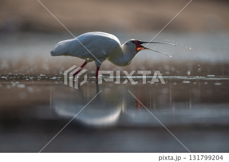 African spoonbill tosses grub in calm pool 131799204