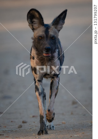 African wild dog approaching camera on sand 131799207