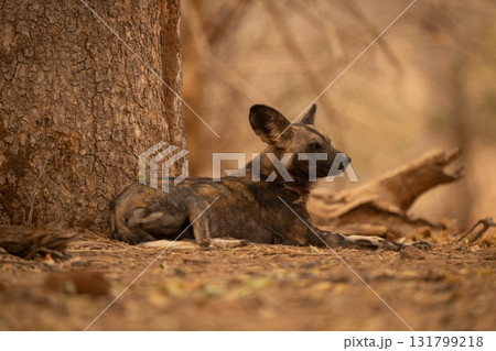 African wild dog lies down lifting head 131799218